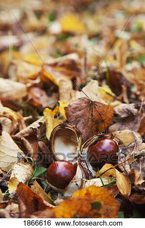 Autumn leaves, chestnut, Northumberland, England View Large Photo Image Stock Photograph - Autumn leaves, chestnut, Northumberland, England. Fotosearch