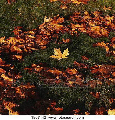 Autumn leaves on ground, Stanley Park, Vancouver, British Columbia, Canada View Large Photo Image Stock Image - Autumn leaves on ground, Stanley Park, Vancouver, British Columbia, Canada. Fotosearch