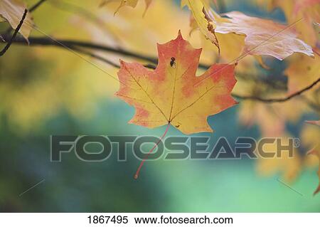 Autumn leaves View Large Photo Image Stock Photography - Autumn leaves. Fotosearch