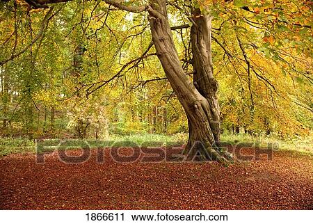 Stock Image - Autumn tree, Hulne park, Northumberland, England. Fotosearch