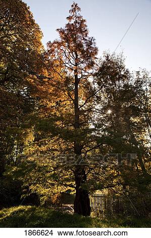 Picture - Autumn tree, Northumberland, England. Fotosearch