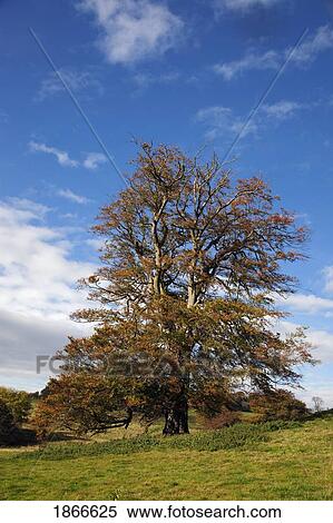 Stock Photography - Autumn tree, Northumberland, England. Fotosearch
