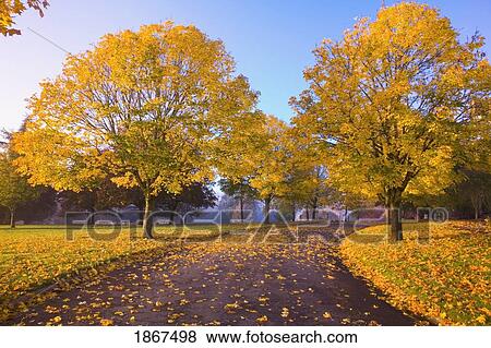 Autumn trees, Oregon, USA View Large Photo Image Stock Photo - Autumn trees, Oregon, USA. Fotosearch