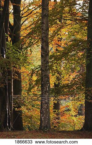 Autumn woods, Northumberland, England View Large Photo Image Stock Image - Autumn woods, Northumberland, England. Fotosearch