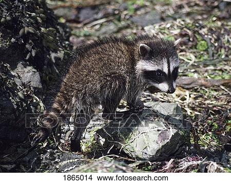 Picture - Baby raccoon (Procyon lotor). Fotosearch