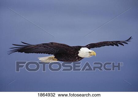Stock Image - Bald eagle (Haliaeetus leucocephalus) in flight. Fotosearch