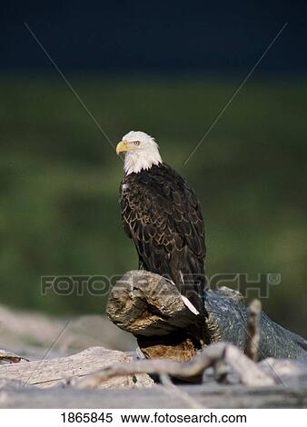 Stock Photography - Bald eagle (Haliaeetus leucocephalus) perched on driftwood. Fotosearch