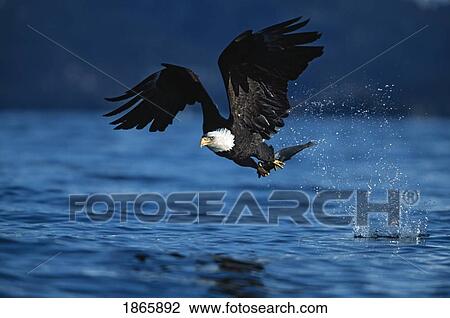Bald eagle in flight with just captured fish in talons View Large Photo Image Stock Image - Bald eagle in flight with just captured fish in talons. Fotosearch