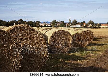 Picture - Bales of hay, Northumberland, England. Fotosearch