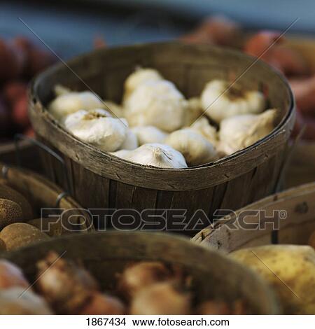 Basket of fresh garlic, Sag Harbor, New York, USA View Large Photo Image Picture - Basket of fresh garlic, Sag Harbor, New York, USA. Fotosearch