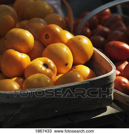 Basket of yellow tomatoes, Sag Harbor, New York, USA View Large Photo Image Stock Image - Basket of yellow tomatoes, Sag Harbor, New York, USA. Fotosearch