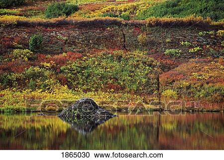 Beaver lodge in pond on subarctic tundra View Large Photo Image Stock Image - Beaver lodge in pond on subarctic tundra. Fotosearch