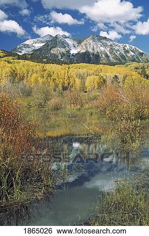 Beaver pond reflects autumn aspen stand (Populus tremuloides) View Large Photo Image Stock Photograph - Beaver pond reflects autumn aspen stand (Populus tremuloides). Fotosearch