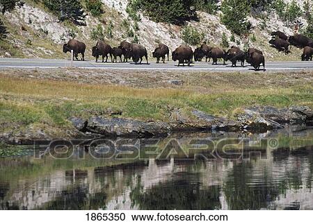 Stock Image - Bison (Bison bison) herd walking along highway, Yellowstone River, Wyoming, USA. Fotosearch