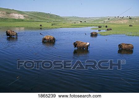 Bison in the water with numerous Cliff Swallows (Petrochelidon pyrrhonota) View Large Photo Image Stock Photo - Bison in the water with numerous Cliff Swallows (Petrochelidon pyrrhonota). Fotosearch