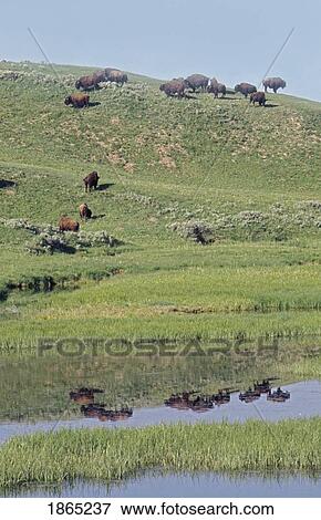 Stock Photo - Bison on a grassy hill. Fotosearch
