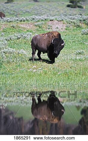 Bison reflected in stream in grassland View Large Photo Image Stock Image - Bison reflected in stream in grassland. Fotosearch