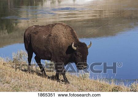 Bison walking along the bank of the Yellowstone River, USA View Large Photo Image Stock Image - Bison walking along the bank of the Yellowstone River, USA. Fotosearch