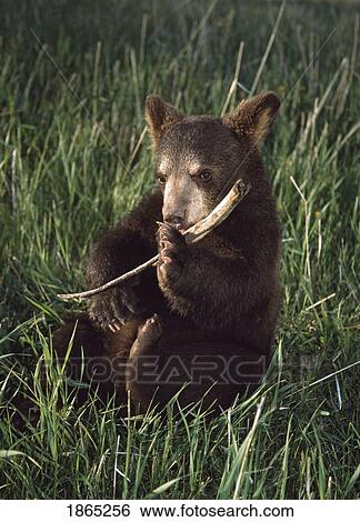 Black bear cub (Ursus americanus) plays with stick while sitting in grassy meadow View Large Photo Image Stock Photograph - Black bear cub (Ursus americanus) plays with stick while sitting in grassy meadow. Fotosearch