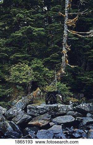 Stock Image - Black bear (Ursus americanus) with salmon, Princess Royal Island, British Columbia, USA. Fotosearch