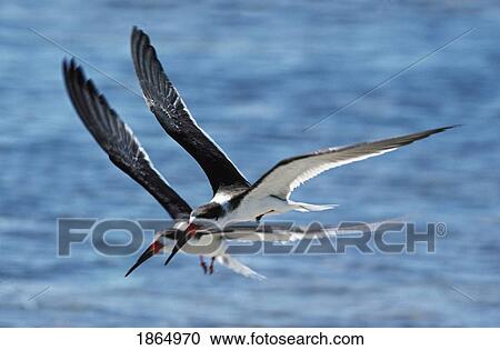 Black Skimmers (Rhynchops niger) flying in tandem over ocean View Large Photo Image Stock Image - Black Skimmers (Rhynchops niger) flying in tandem over ocean. Fotosearch