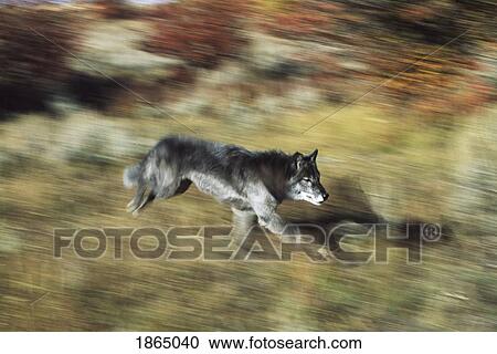Black wolf (Canis lupus) View Large Photo Image Stock Image - Black wolf (Canis lupus). Fotosearch