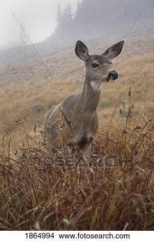 Picture - Blacktail deer (Odocoileus hemionus columbianus). Fotosearch