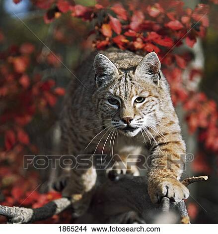 Picture - Bobcat (Felis rufus) walks along branch through red leaves of a hawthorn in autumn. Fotosearch