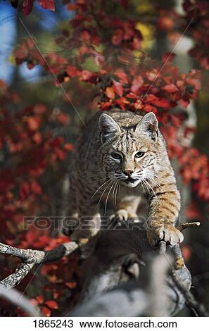 Stock Image - Bobcat (Felis rufus) walks along branch through red leaves of a hawthorn in autumn. Fotosearch