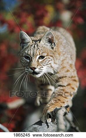 Bobcat (Felis rufus) walks along branch through red leaves of a hawthorn in autumn View Large Photo Image Stock Photography - Bobcat (Felis rufus) walks along branch through red leaves of a hawthorn in autumn. Fotosearch