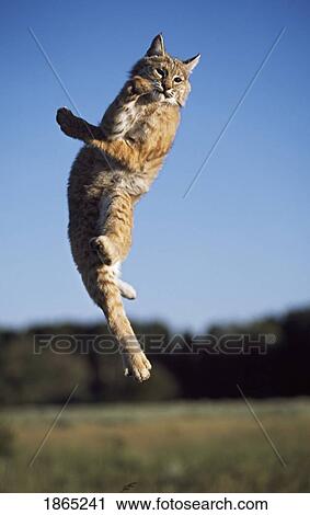 Stock Image - Bobcat leaping in mid-air. Fotosearch