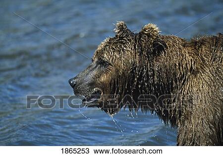 Brown bear (Ursus arctos) soaking wet from diving in water to catch salmon View Large Photo Image Stock Image - Brown bear (Ursus arctos) soaking wet from diving in water to catch salmon. Fotosearch