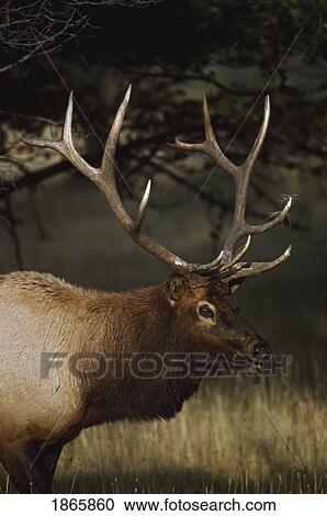 Stock Image - Bull elk (Cervus canadensis) displaying five-point antlers. Fotosearch