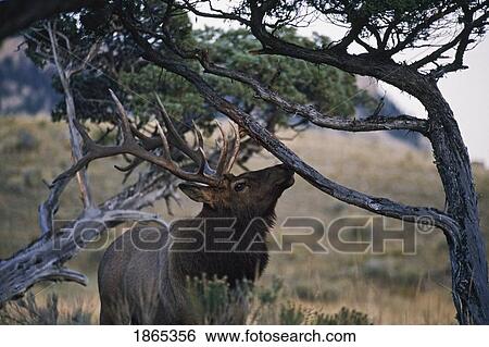 Stock Photograph - Bull elk (Cervus canadensis) sniffs branch on antler-rubbing tree. Fotosearch