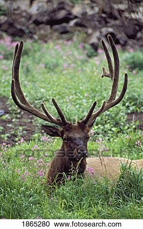 Bull elk resting in alpine meadow with antlers in velvet View Large Photo Image Stock Image - Bull elk resting in alpine meadow with antlers in velvet. Fotosearch