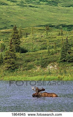 Stock Photography - Bull moose (Alces alces) in pond along alpine tundra. Fotosearch