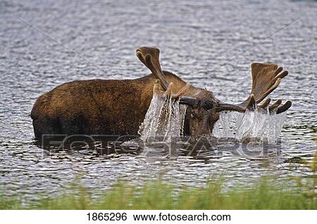 Stock Photograph - Bull moose raising its head from underwater feeding. Fotosearch