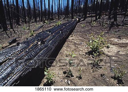 Burnt forest, Outlet Fire, Grand Canyon National Park, Grand Canyon, Arizona, USA View Large Photo Image Stock Image - Burnt forest, Outlet Fire, Grand Canyon National Park, Grand Canyon, Arizona, USA. Fotosearch