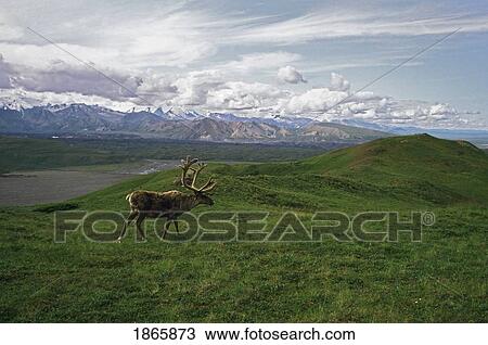 Caribou bull in alpine meadow, Alaska, USA View Large Photo Image Stock Image - Caribou bull in alpine meadow, Alaska, USA. Fotosearch