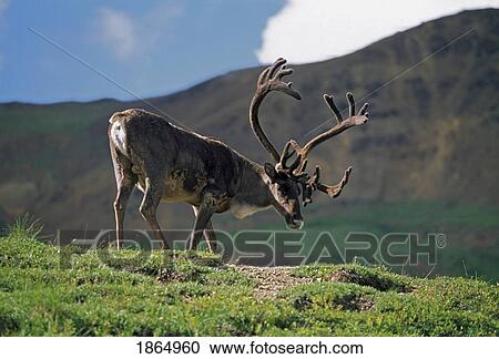 Caribou bull (Rangifer tarandus) View Large Photo Image Stock Image - Caribou bull (Rangifer tarandus). Fotosearch
