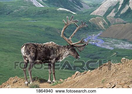 Caribou bull (Rangifer tarandus) with velvet antlers View Large Photo Image Stock Image - Caribou bull (Rangifer tarandus) with velvet antlers. Fotosearch