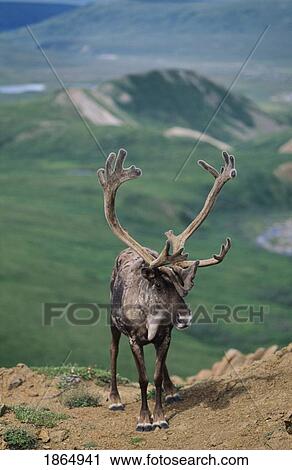 Caribou bull (Rangifer tarandus) with velvet antlers View Large Photo Image Stock Image - Caribou bull (Rangifer tarandus) with velvet antlers. Fotosearch