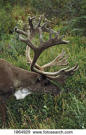 Caribou bull (Rangifer tarandus) with velvet antlers, feeding on tundra vegetation View Large Photo Image Stock Photo - Caribou bull (Rangifer tarandus) with velvet antlers, feeding on tundra vegetation. Fotosearch