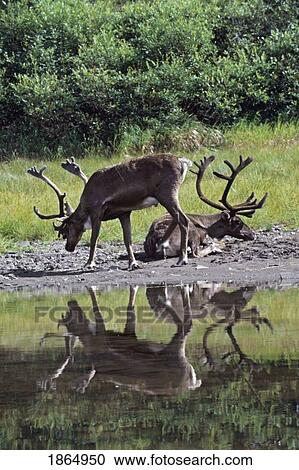 Caribou bulls (Rangifer tarandus) with velvet antlers, next to pond with reflection View Large Photo Image Stock Image - Caribou bulls (Rangifer tarandus) with velvet antlers, next to pond with reflection. Fotosearch