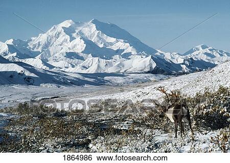 Caribou (Rangifer tarandus), Mount McKinley, Denali National Park, Alaska View Large Photo Image Stock Photograph - Caribou (Rangifer tarandus), Mount McKinley, Denali National Park, Alaska. Fotosearch