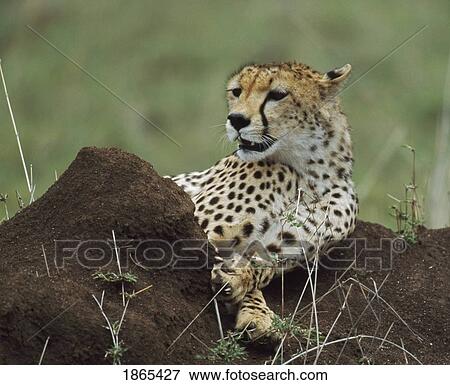 Stock Photo - Cheetah reclining on termite mound, Africa. Fotosearch