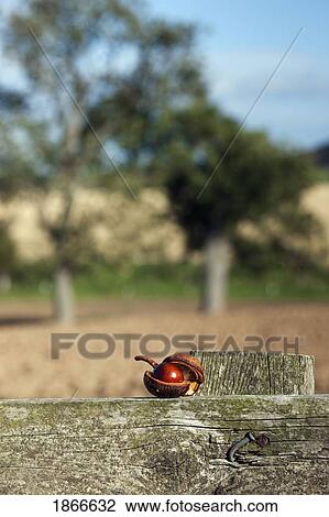 Chestnut on rustic fence, Northumberland, England View Large Photo Image Stock Image - Chestnut on rustic fence, Northumberland, England. Fotosearch