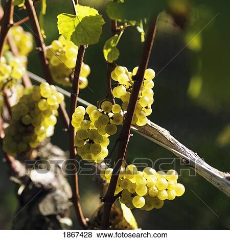 Close-up of green grapes, Sag Harbor, New York, USA View Large Photo Image Stock Photo - Close-up of green grapes, Sag Harbor, New York, USA. Fotosearch