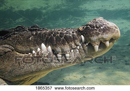 Close-up of saltwater crocodile underwater View Large Photo Image Stock Photo - Close-up of saltwater crocodile underwater. Fotosearch