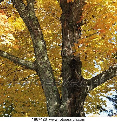 Colorful tree in autumn, Sag Harbor, New York, USA View Large Photo Image Stock Photograph - Colorful tree in autumn, Sag Harbor, New York, USA. Fotosearch